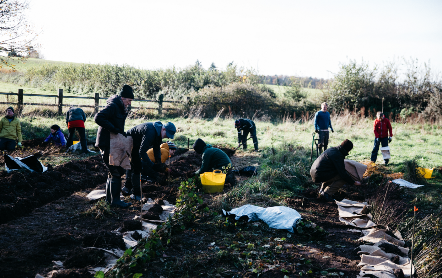 A group of people work planting shrubs in shallow trenches in the shade of a tree.