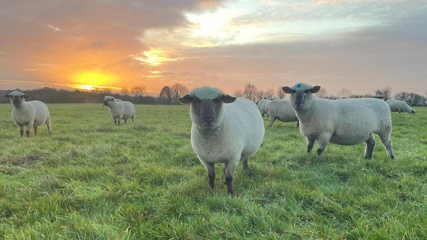 About seven sheep are on pasture-land, pictured against a red sky. They are white or grey-coloured and fairly sturdy, and have black faces and ears