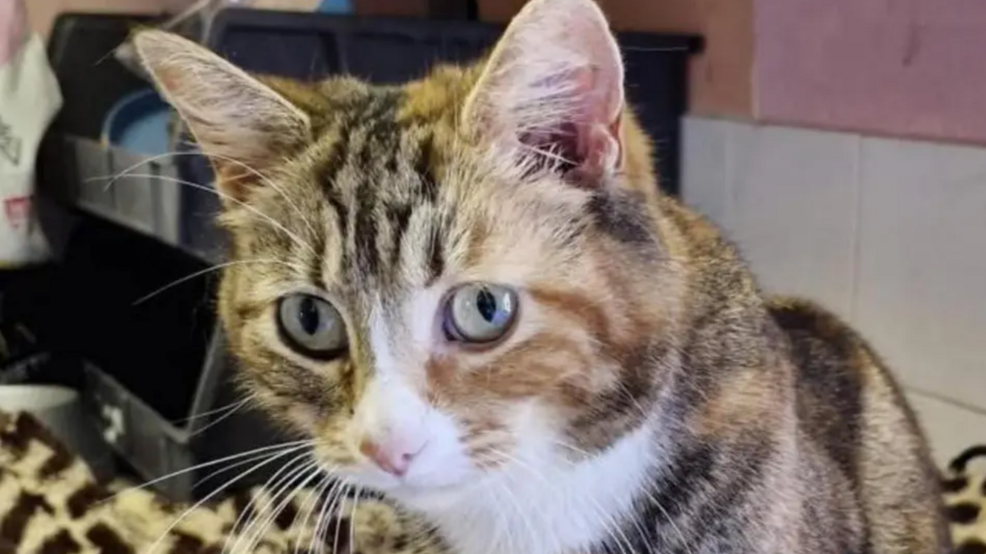 A close-up shot of a tabby-style cat