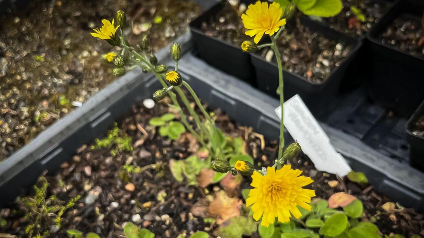 A dandelion like plant in a black garden tray