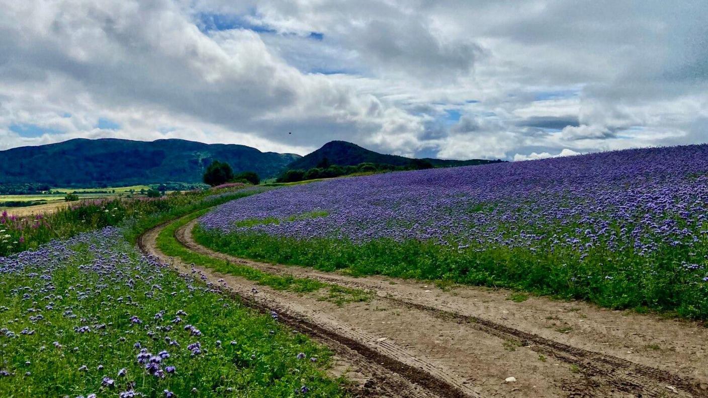 A field of purple flowers with green stems and leaves with a dirt track running through it. It is a cloudy day with small bits of blue sky peaking through.