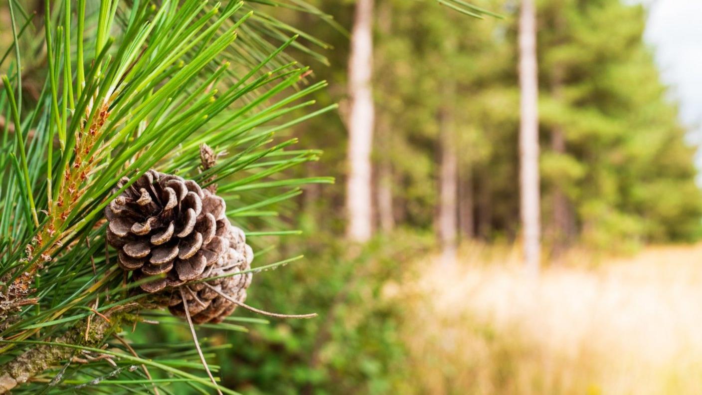 Close-up of a pine cone on the edge of a forest.