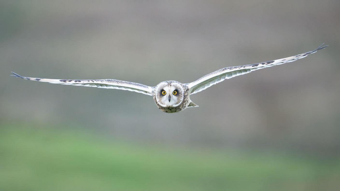 An owl flies straight towards the camera