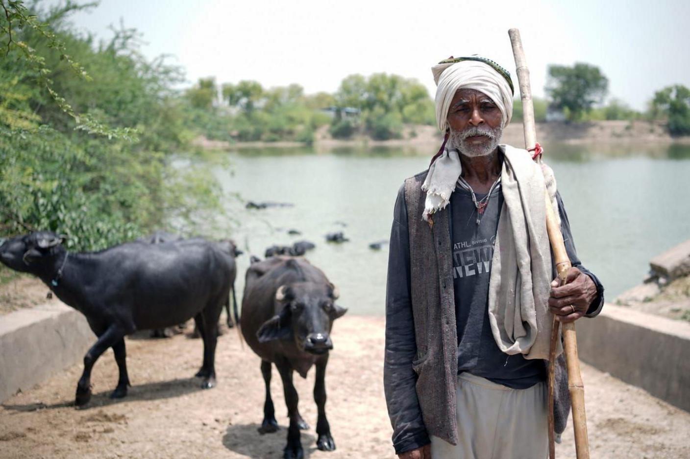 Rameshwar Yadav, a buffalo rearer, wears a shawl and heavy winter clothes despite the 46°C heat