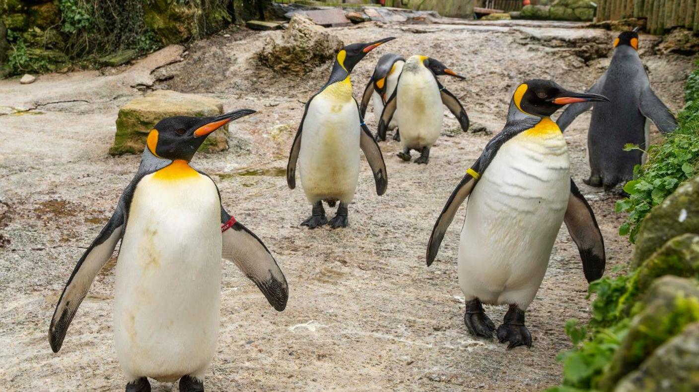 Penguins standing around in their gravelled land