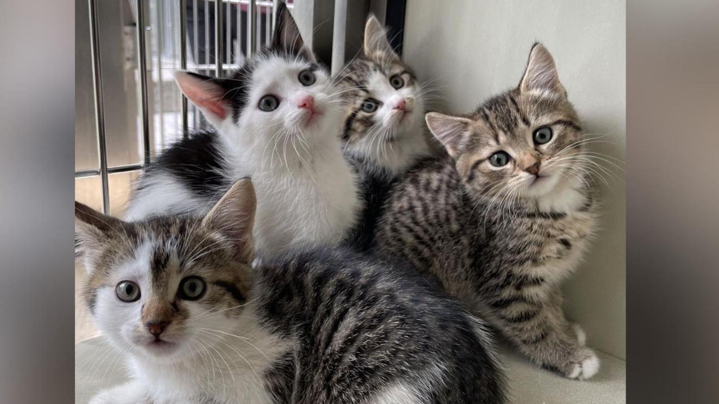 A group of cats at a rescue centre