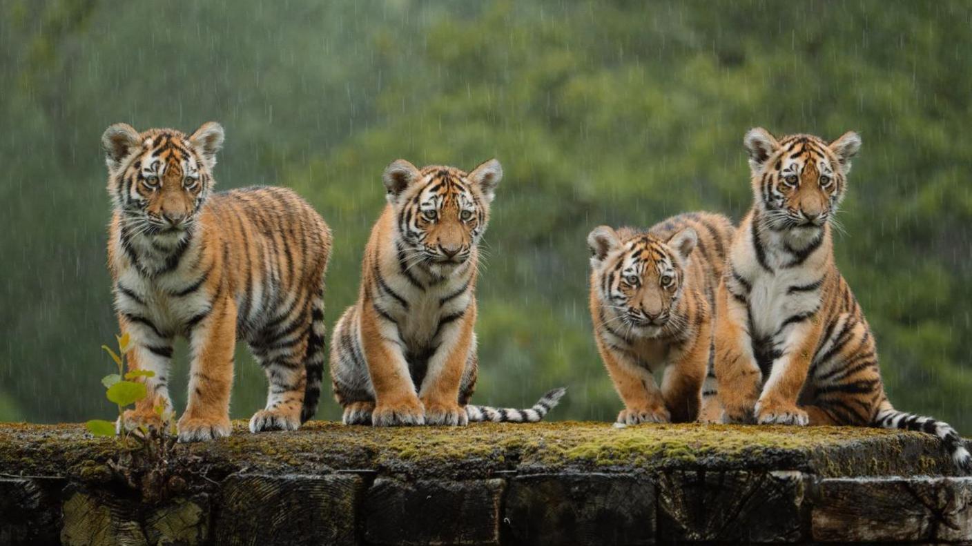 Four rare tigers cubs sat on top of a moss covered wooden platform. Heavy rain can be seen coming down.