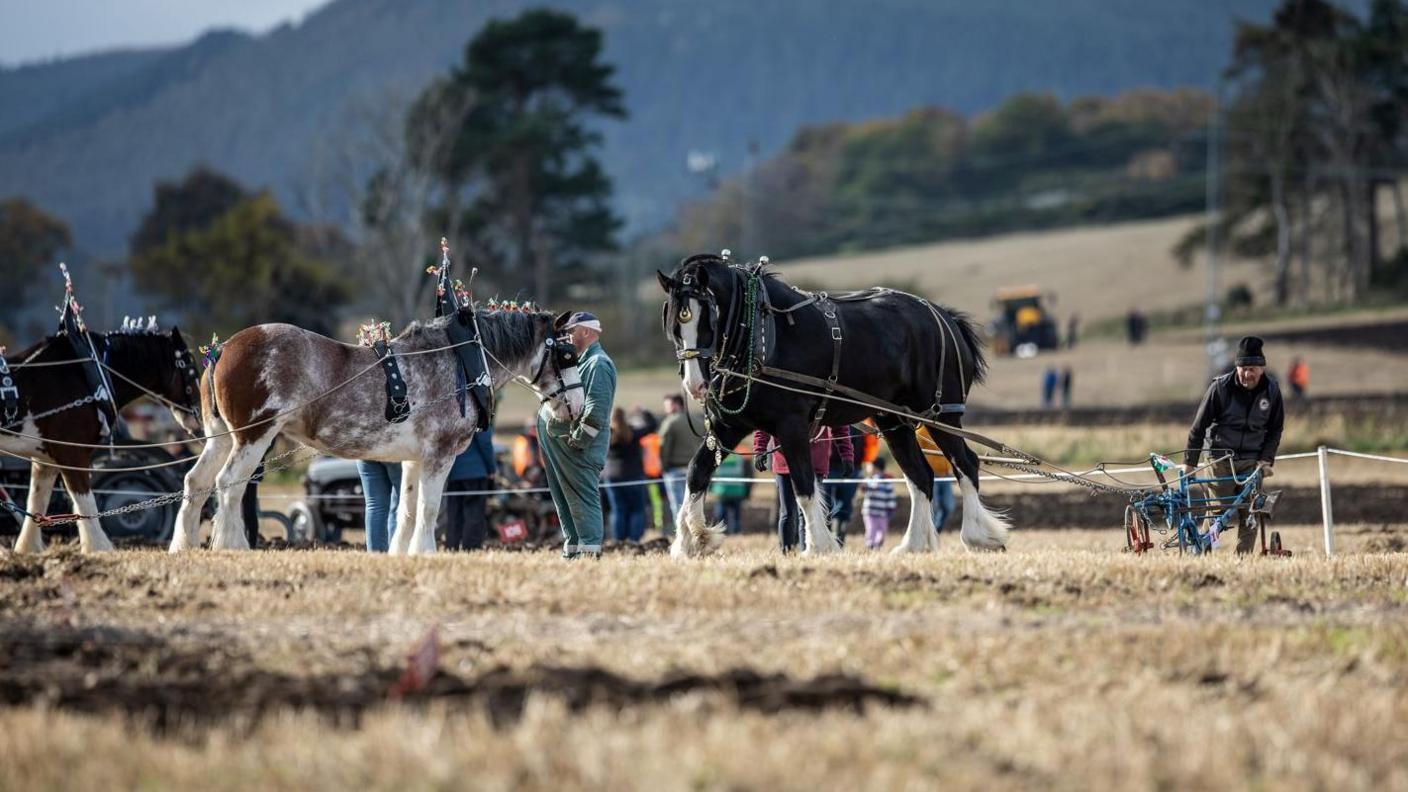 Three horses attached to ploughs in a field. There are trees and a hillside covered in confers behind them.