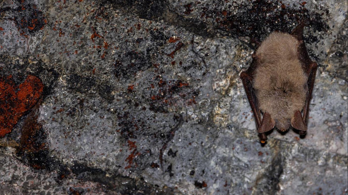 Greater mouse-eared bat hanging upside down in a tunnel underneath the South Downs