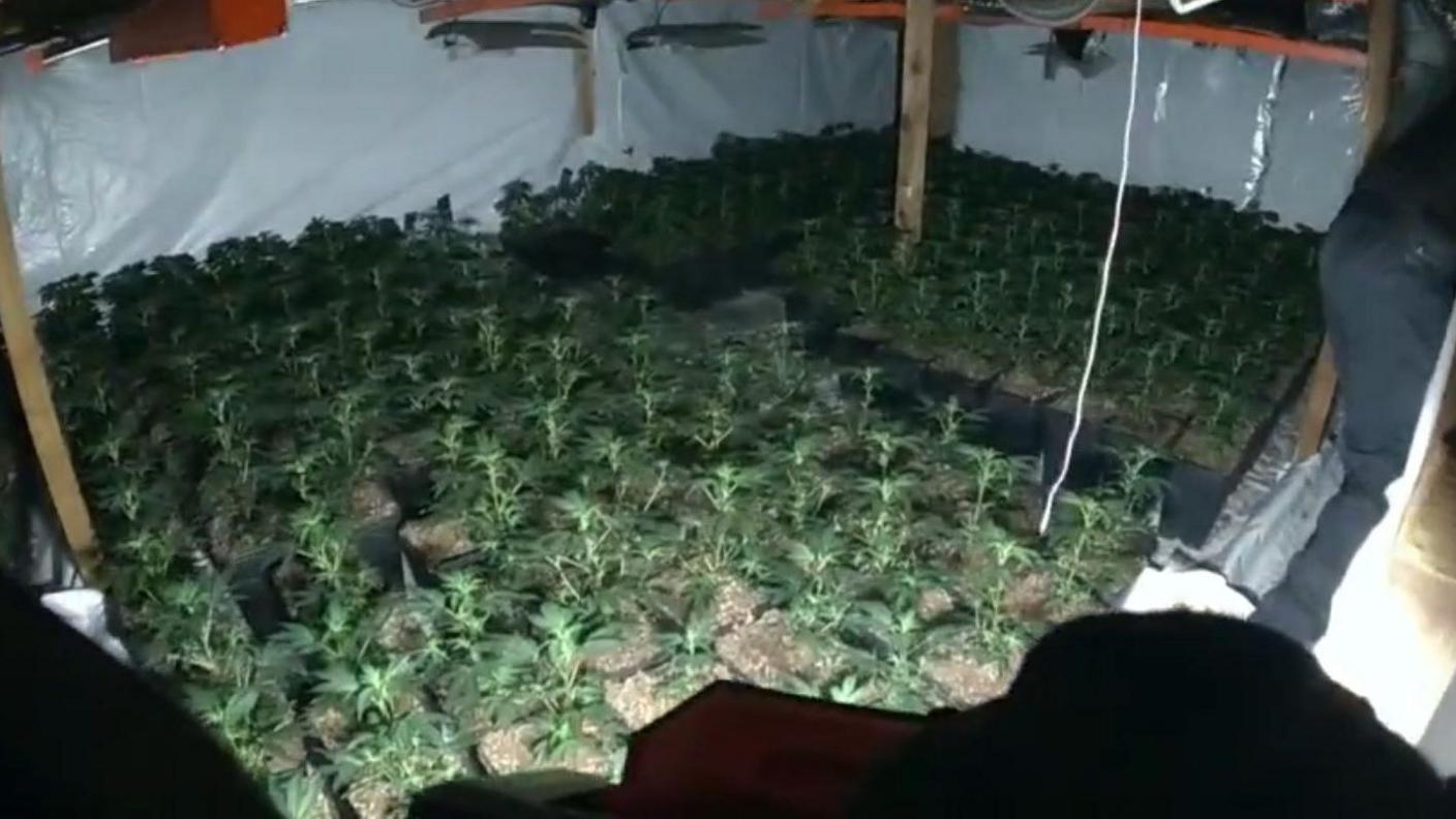 Rows of cannabis plants being grown inside a room. The walls are covered in white plastic sheeting.