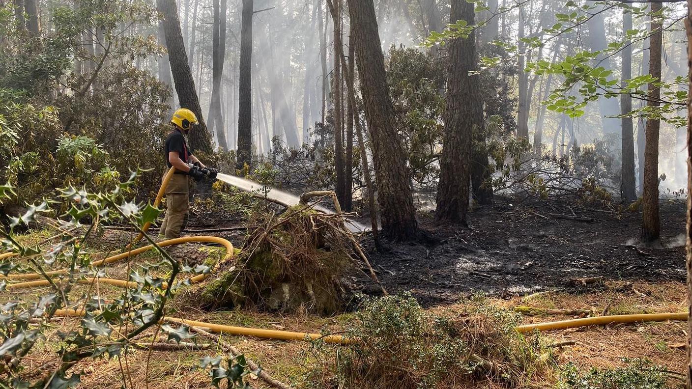 Firefighter with hose and water spraying in woodland with charred ground and smoke rising.