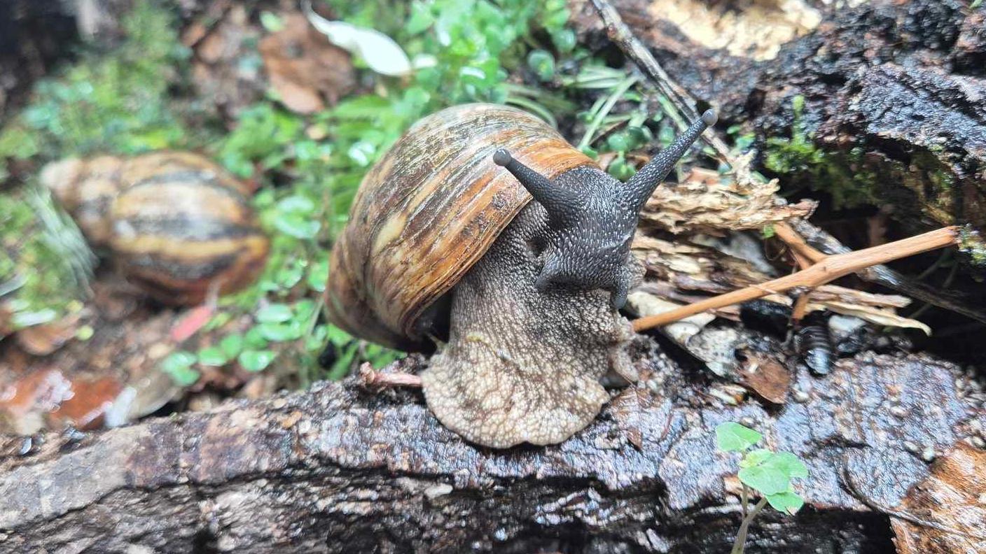 A large snail perched on a piece of bark in Connor Bouttell's vivarium tank. In the background is another snail, small plants, bark and mud.