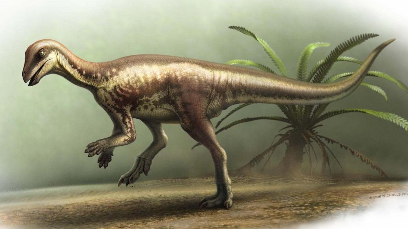 An artist's impression of what the dinosaur looked like.