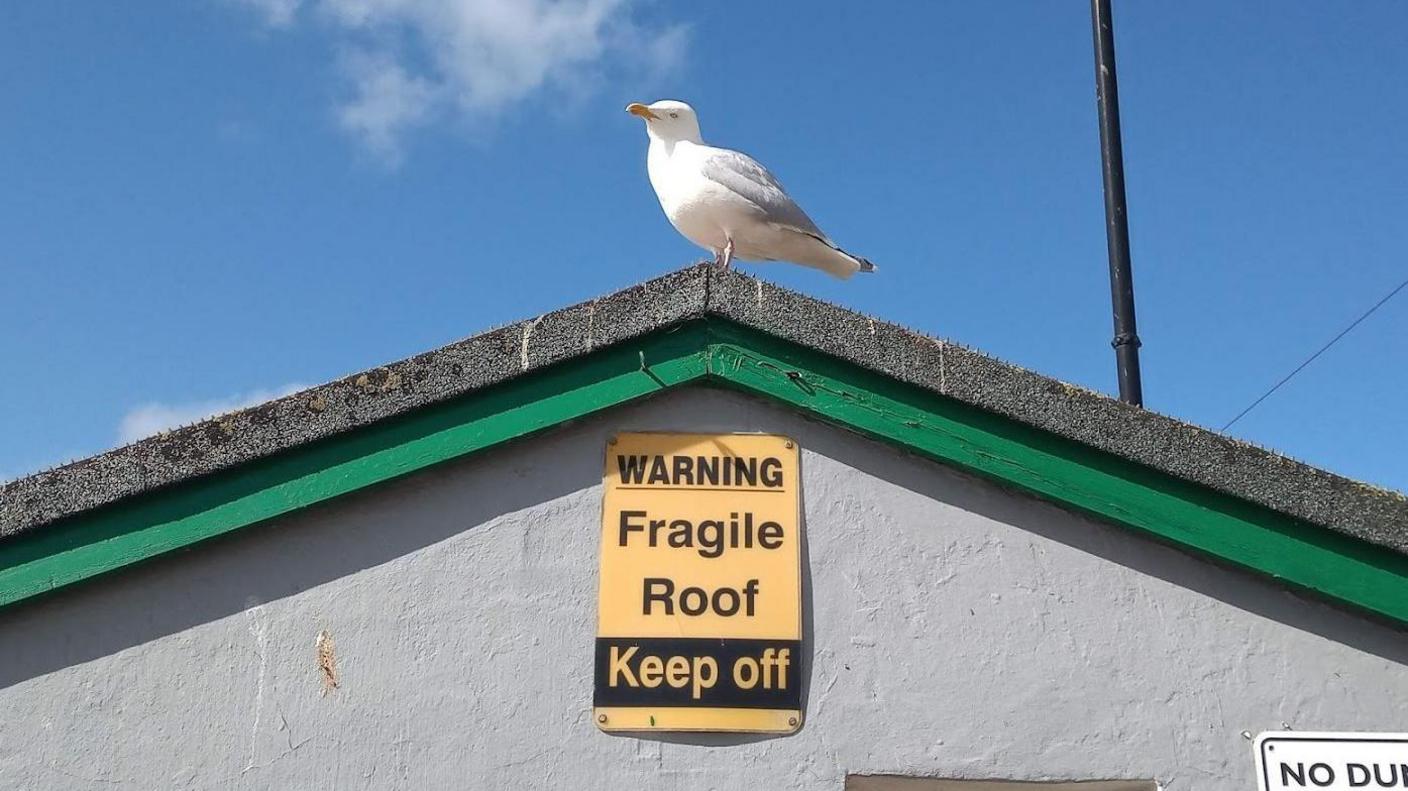 A seagull sitting on a roof in with a sign that says: "Warning. Fragile Roof. Keep off"