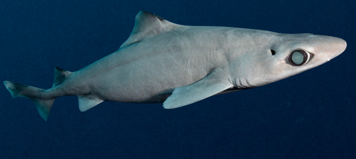 A gulper shark. 