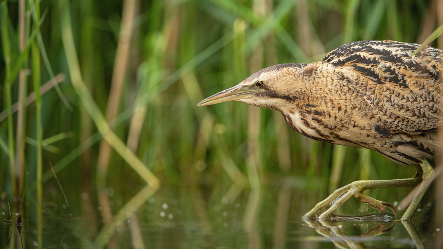 A bittern walking in water at Ham Wall. It is a brown bird with dark markings walking from right to the left side of the picture.