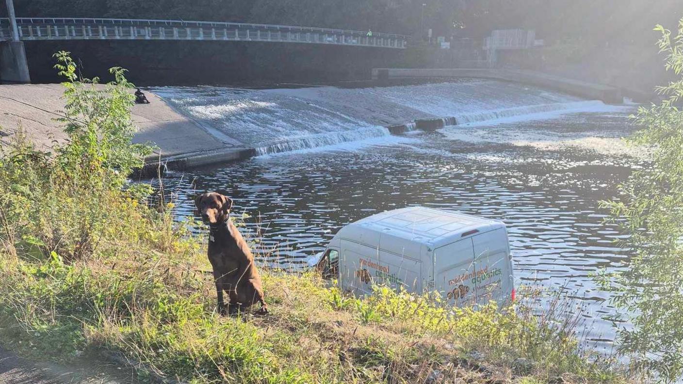 A white van with Maidenhead Aquatics written on it, sitting in the River Taff, with the bridge and water behind it and a grassy verge in front with a brown dog sat on the grass