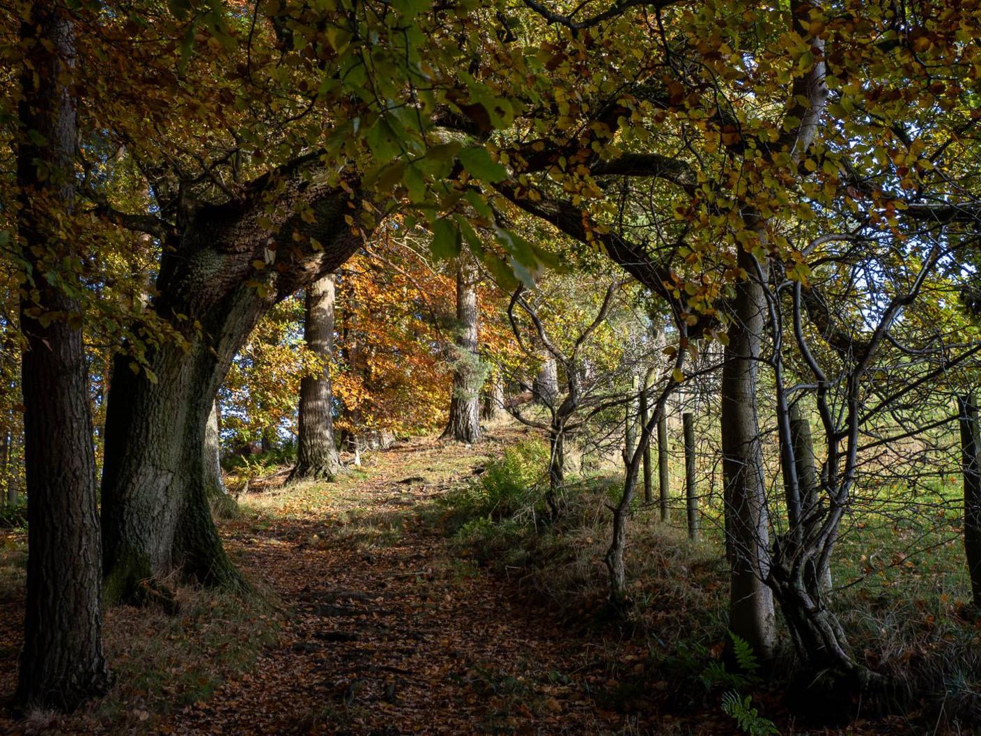 A path leads beneath a curved over-hanging tree.