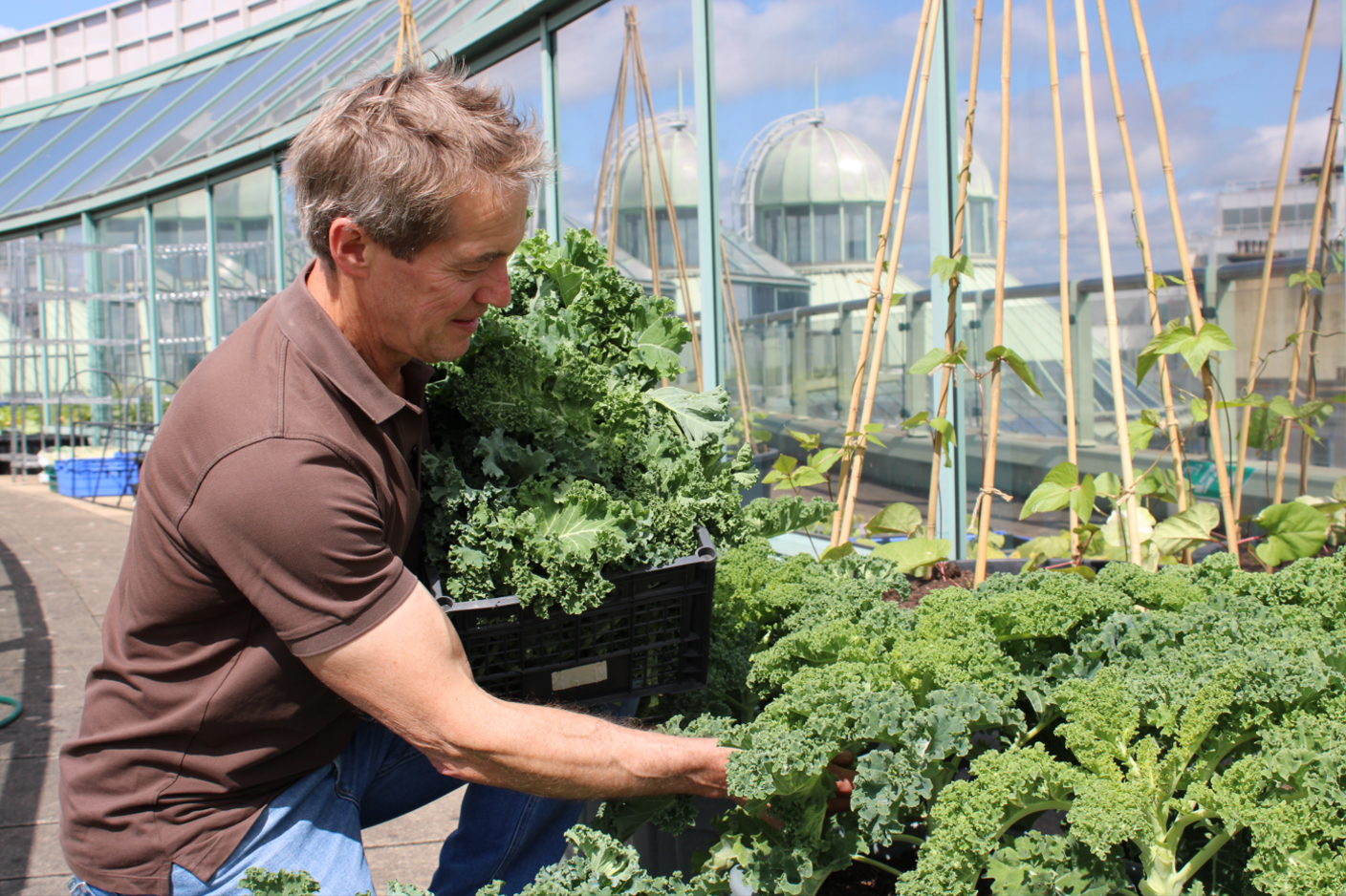 A man wearing a brown T-shirt and blue jeans holds a plastic crate filled with kale. He his kneeling down beside more containers filled with kale with the reflection of a rooftop seen in a set of windows behind him