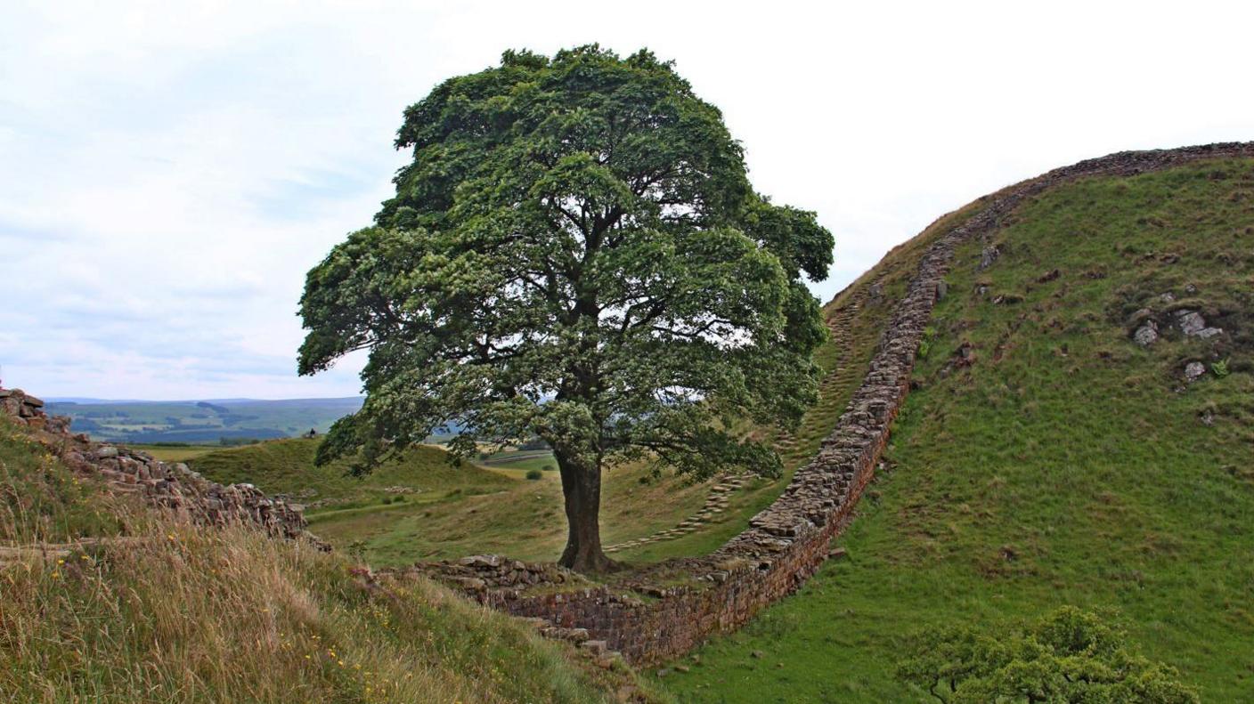 A general view of the large sycamore tree close to Hadrian's Wall.