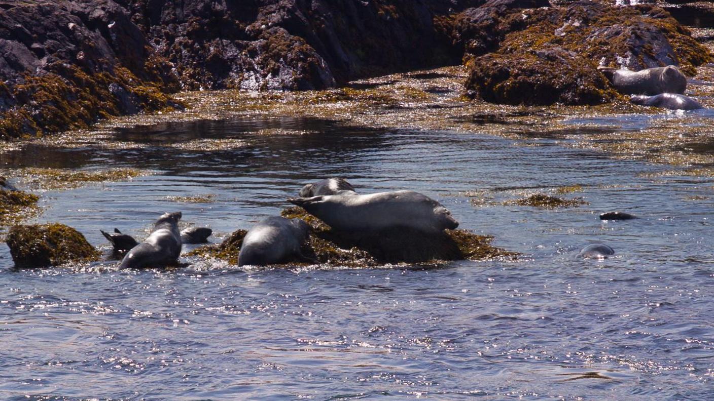 Seals at the Sound