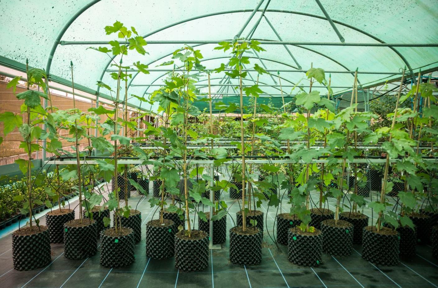 Picture of dozens of sycamore tree saplings in a conservation centre. They are in black pots and stand art about five feet high