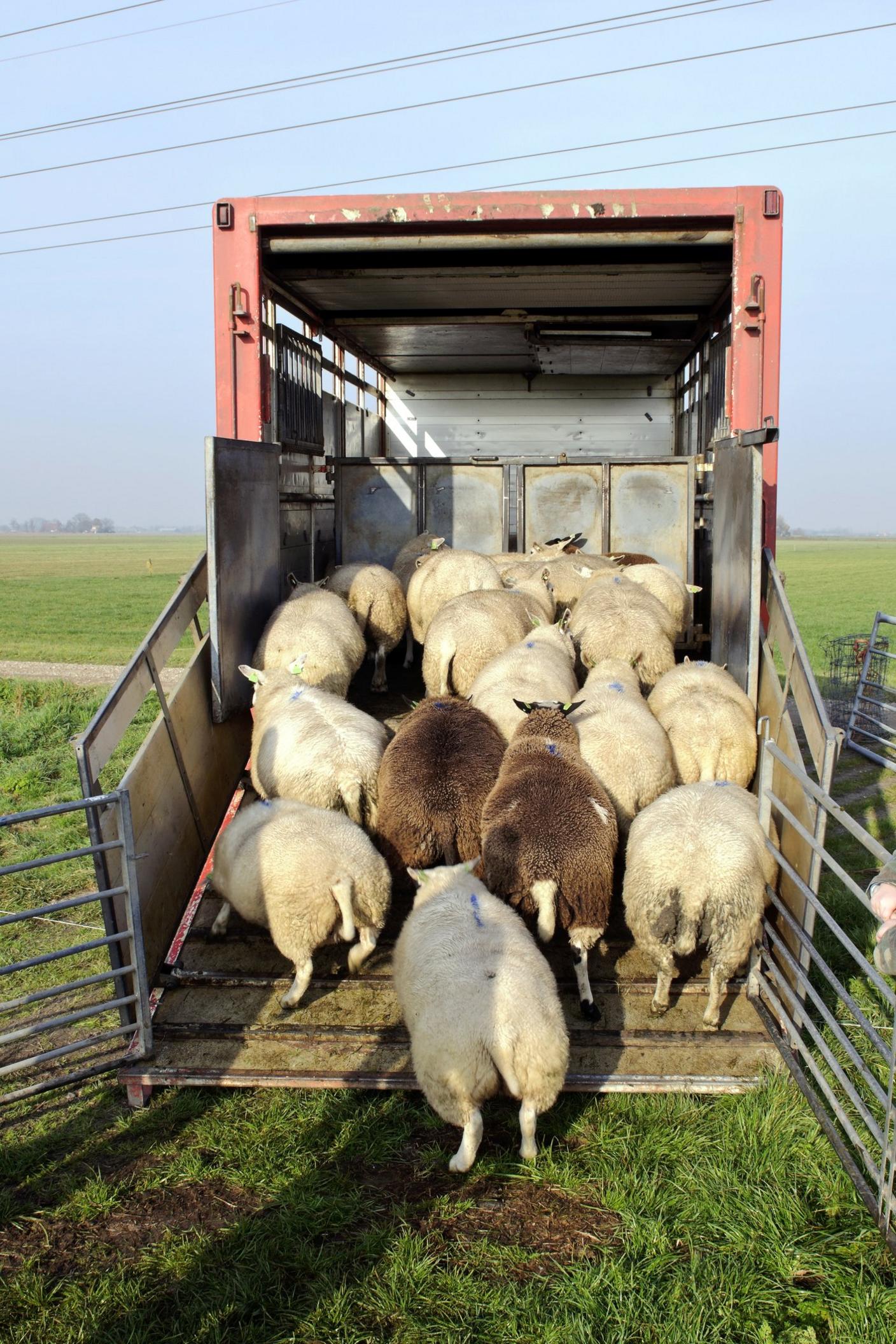 sheep-going-into-truck