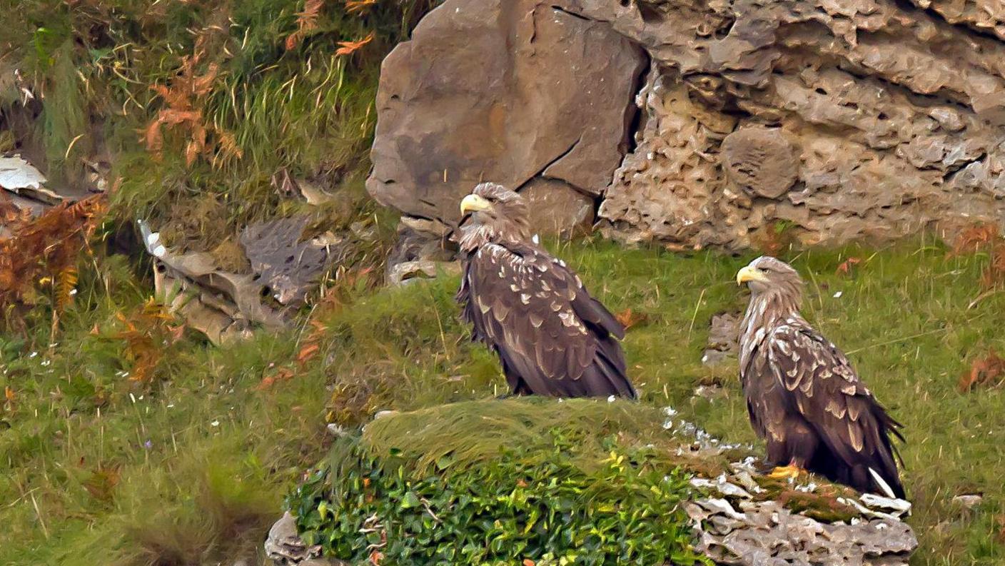 Two brown and white eagles sitting on a grassy rock.