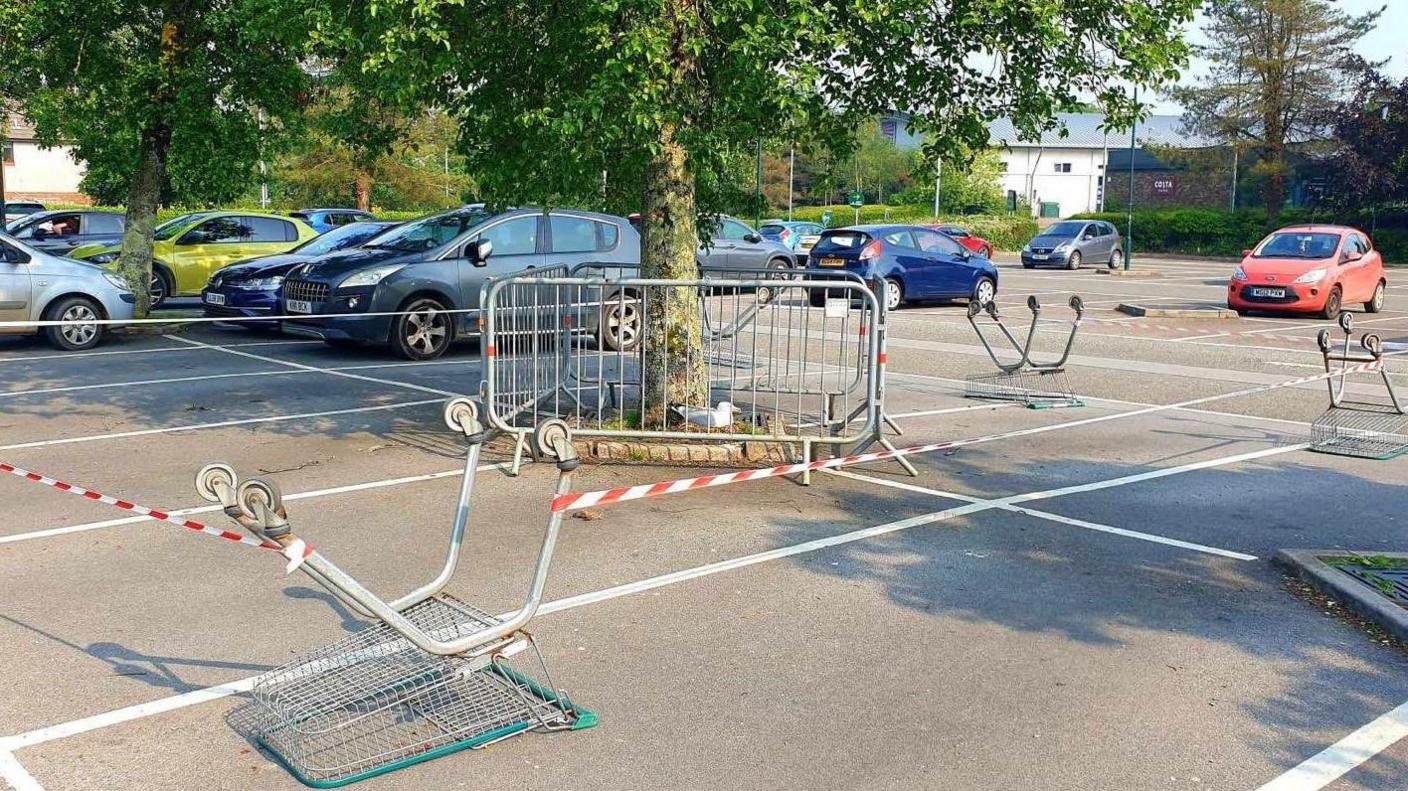 The gull is nesting at the bottom of a tree with gates around it