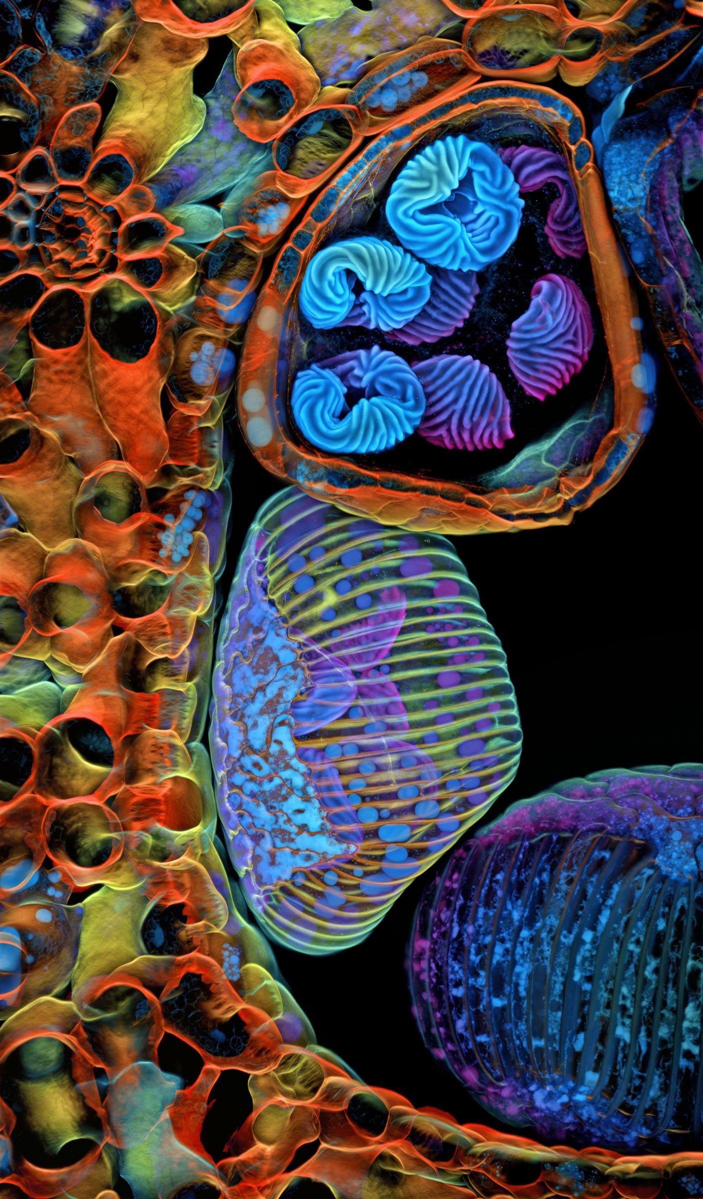 Spores of a small tropical fern.