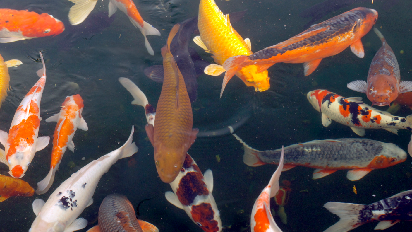 A pond full of koi carp with patterns of orange, yellow, black and white. 