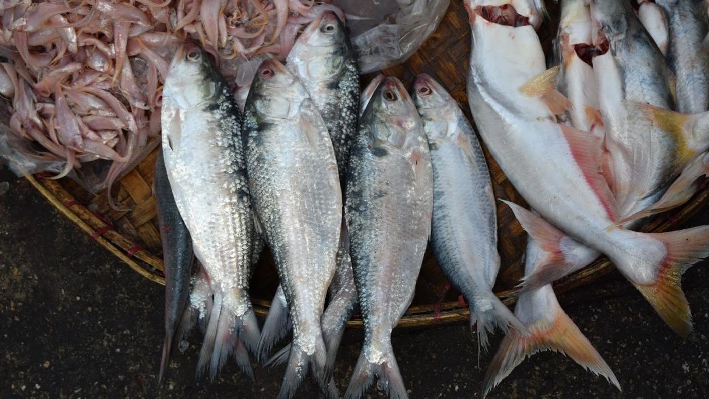 Hilsa fish