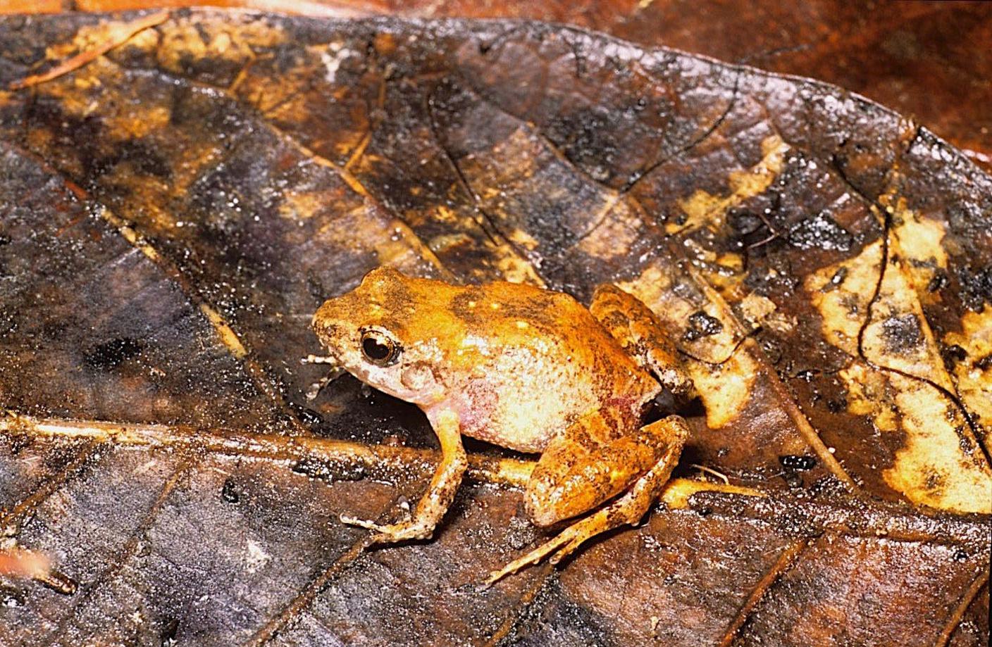 Miniature frog sitting on a leaf