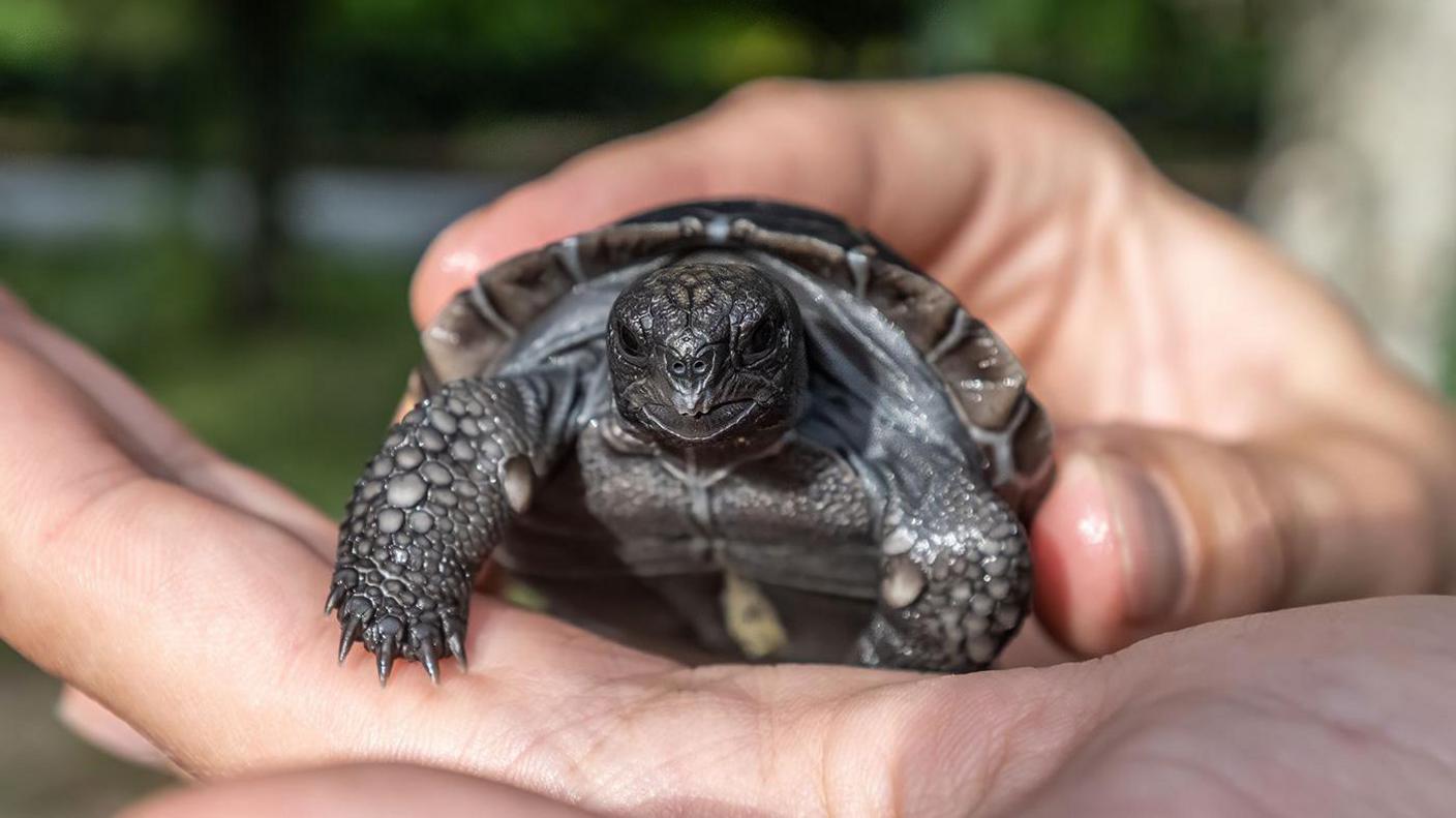 Baby tortoise.