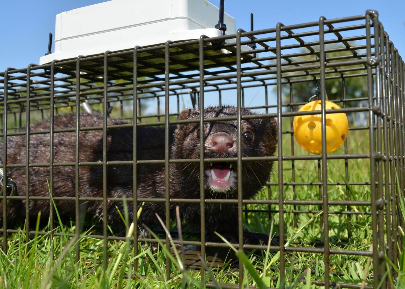 A mink in a cage, resting on grass, with a yellow plastic ball on the cage