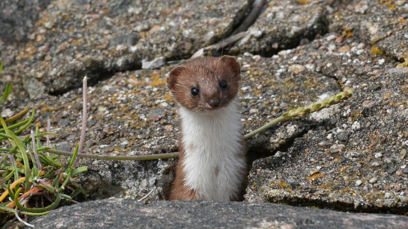 A brown and white weasel pops its head out from between cracks in grey concrete.