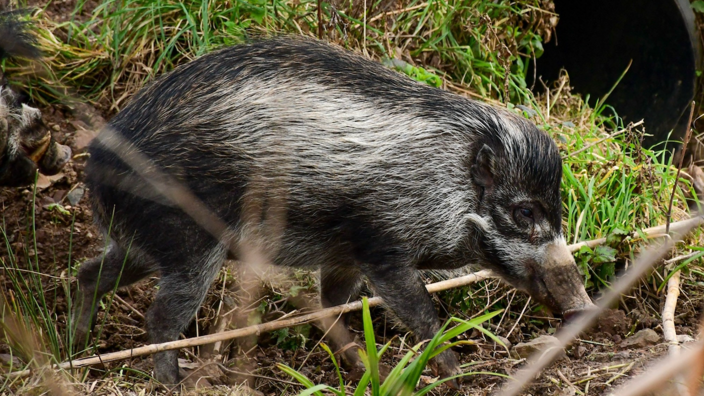 A Visayan warty pig, which has black and grey fur and a long snout, walking across dirt and grass. 