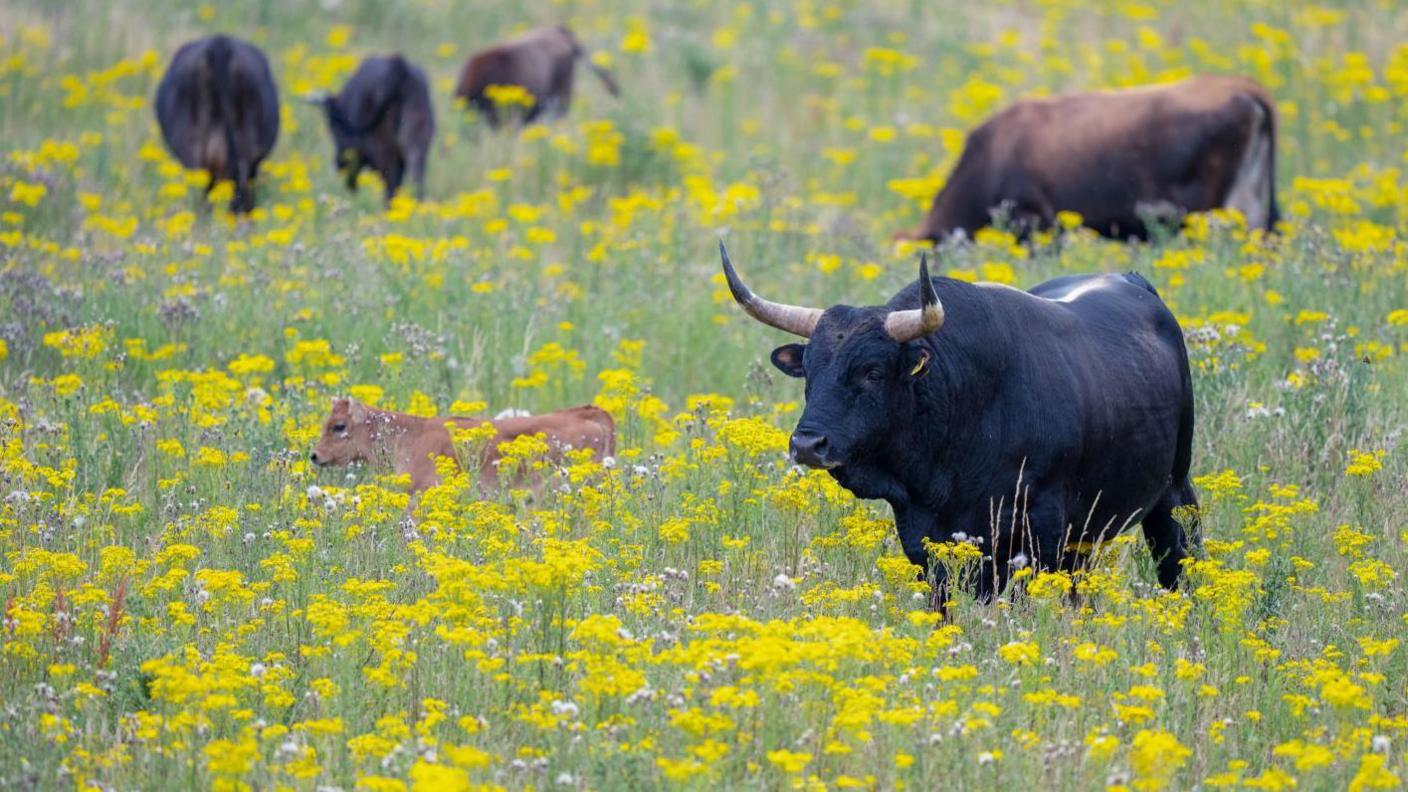 A herd of tauros standing in a meadow of yellow flowers