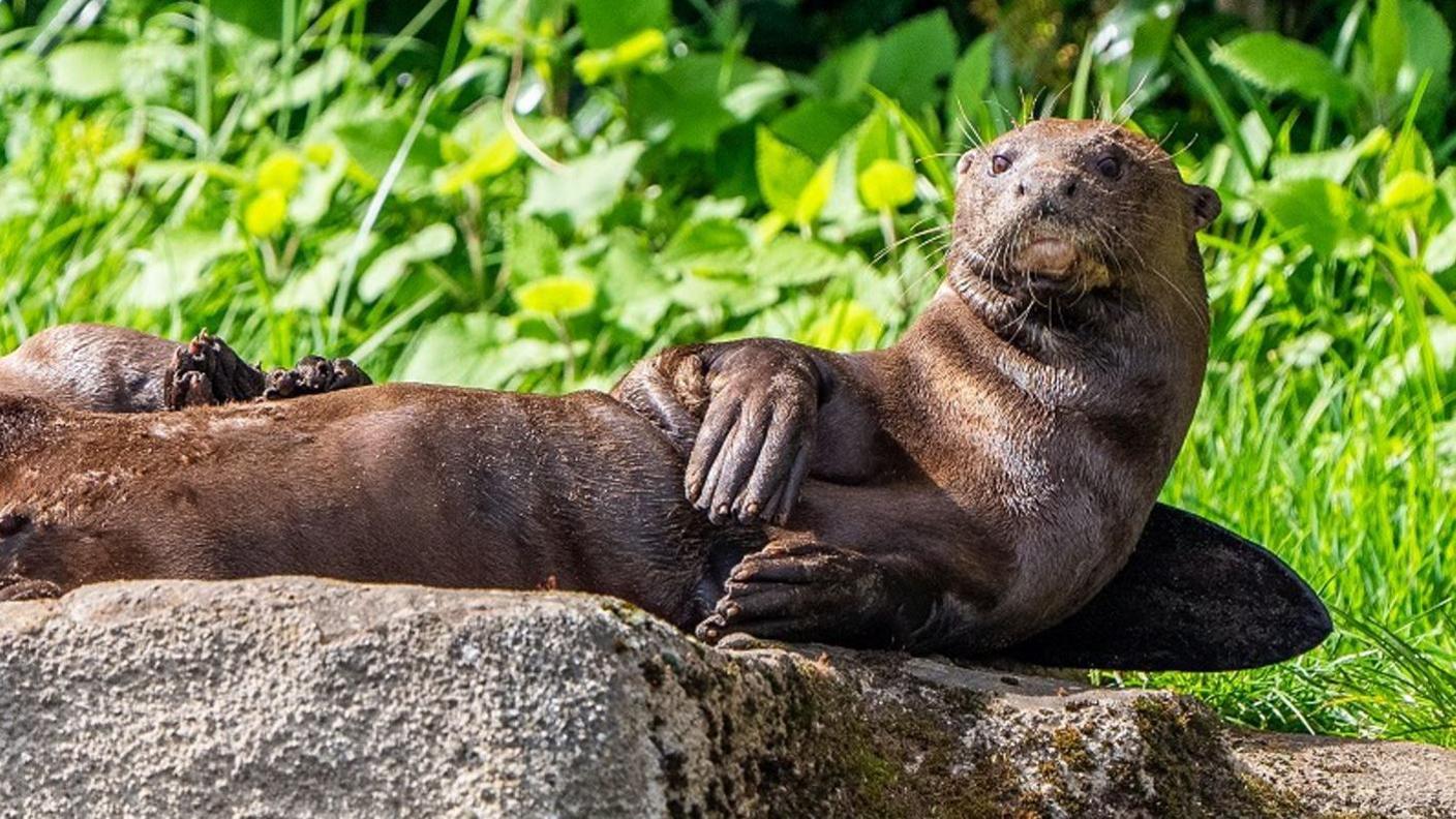 Rare giant otter Manú