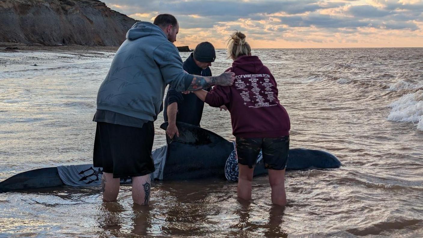 Two men and a woman try and help the whale, which is wrapped in towels.