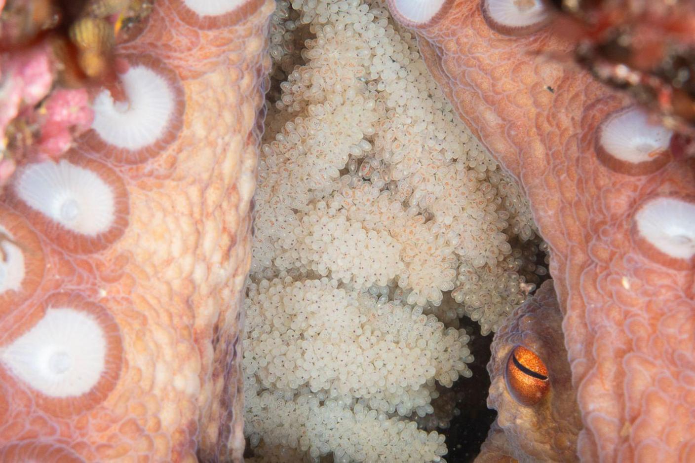 Octopus eggs