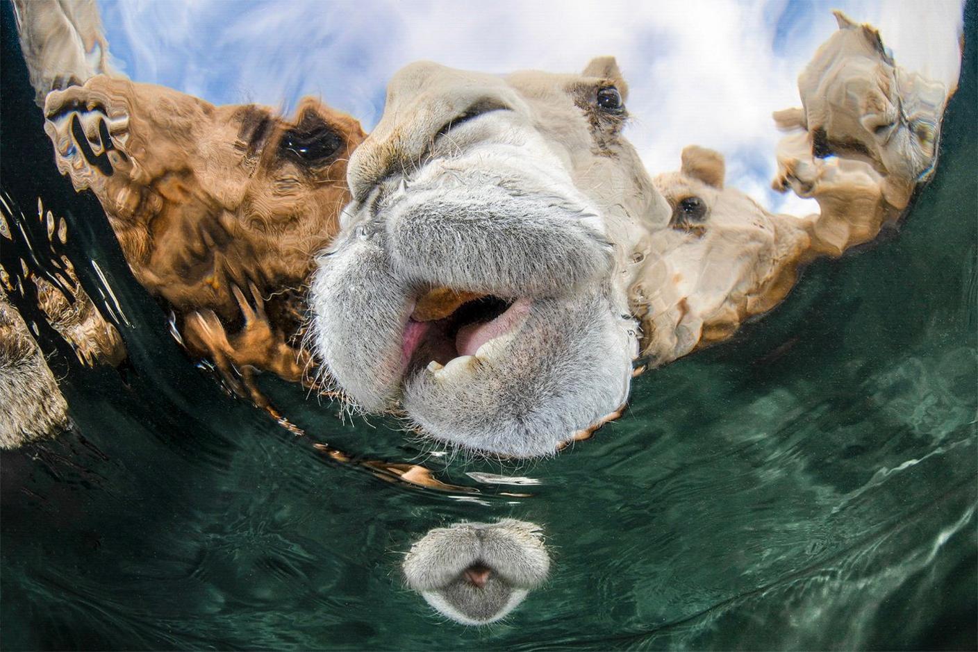 A camel having a drink of water. 