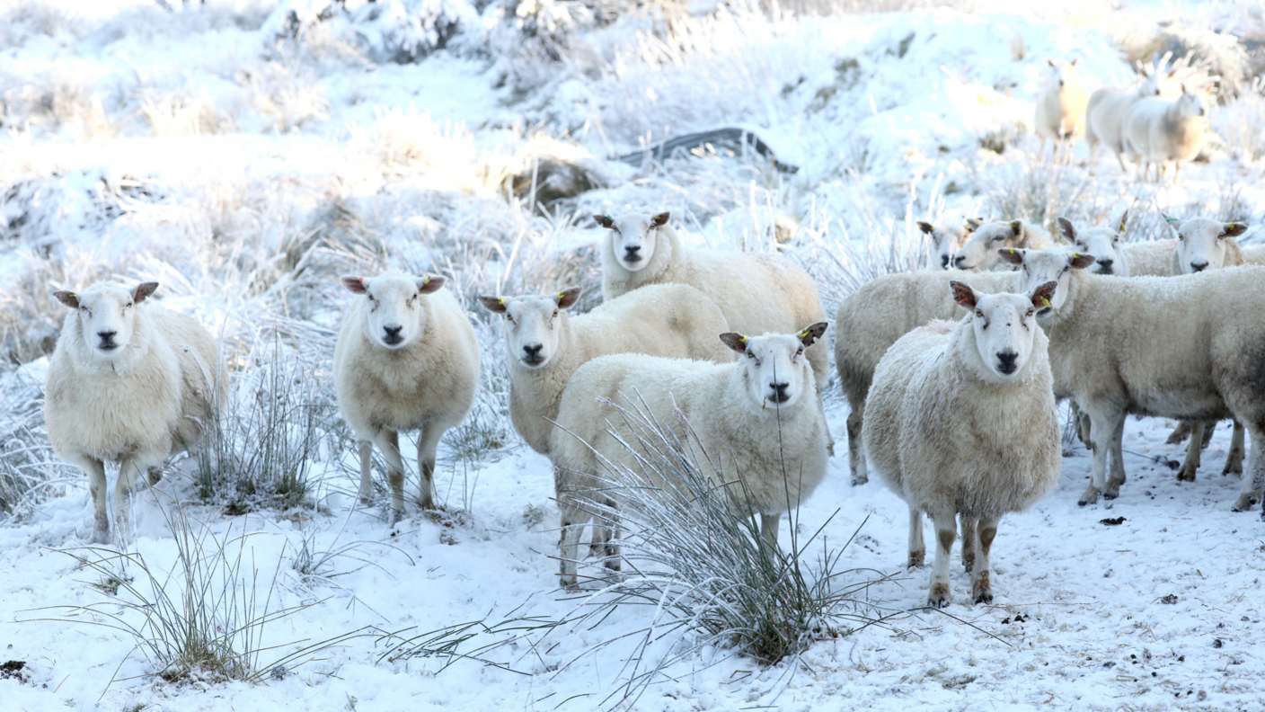 12 sheep looking at the camera in a snowy field with tufts of grass poking through the snow.