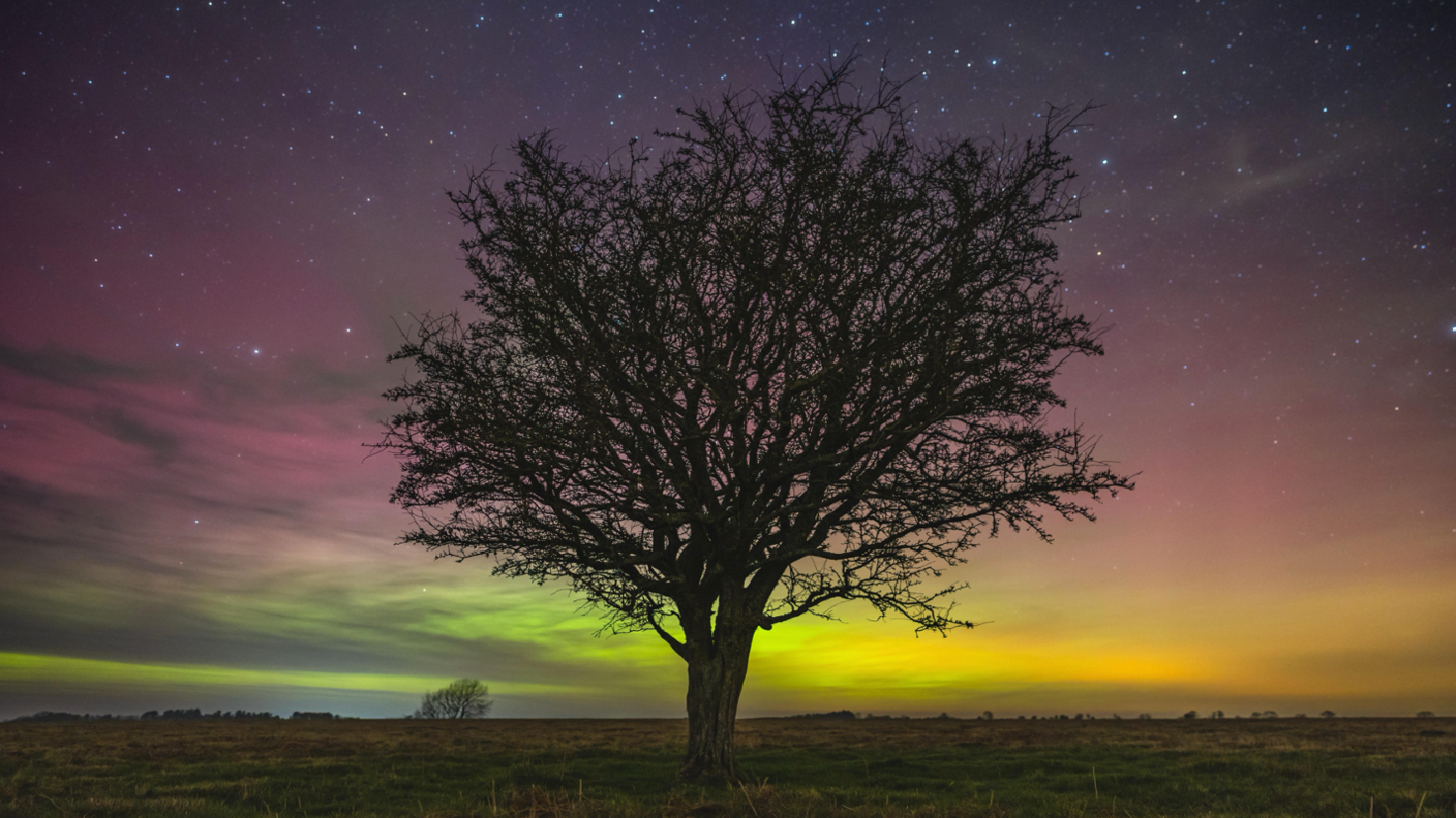 lonely tree and bare tree standing alone with the northern lights shining in the sky behind it