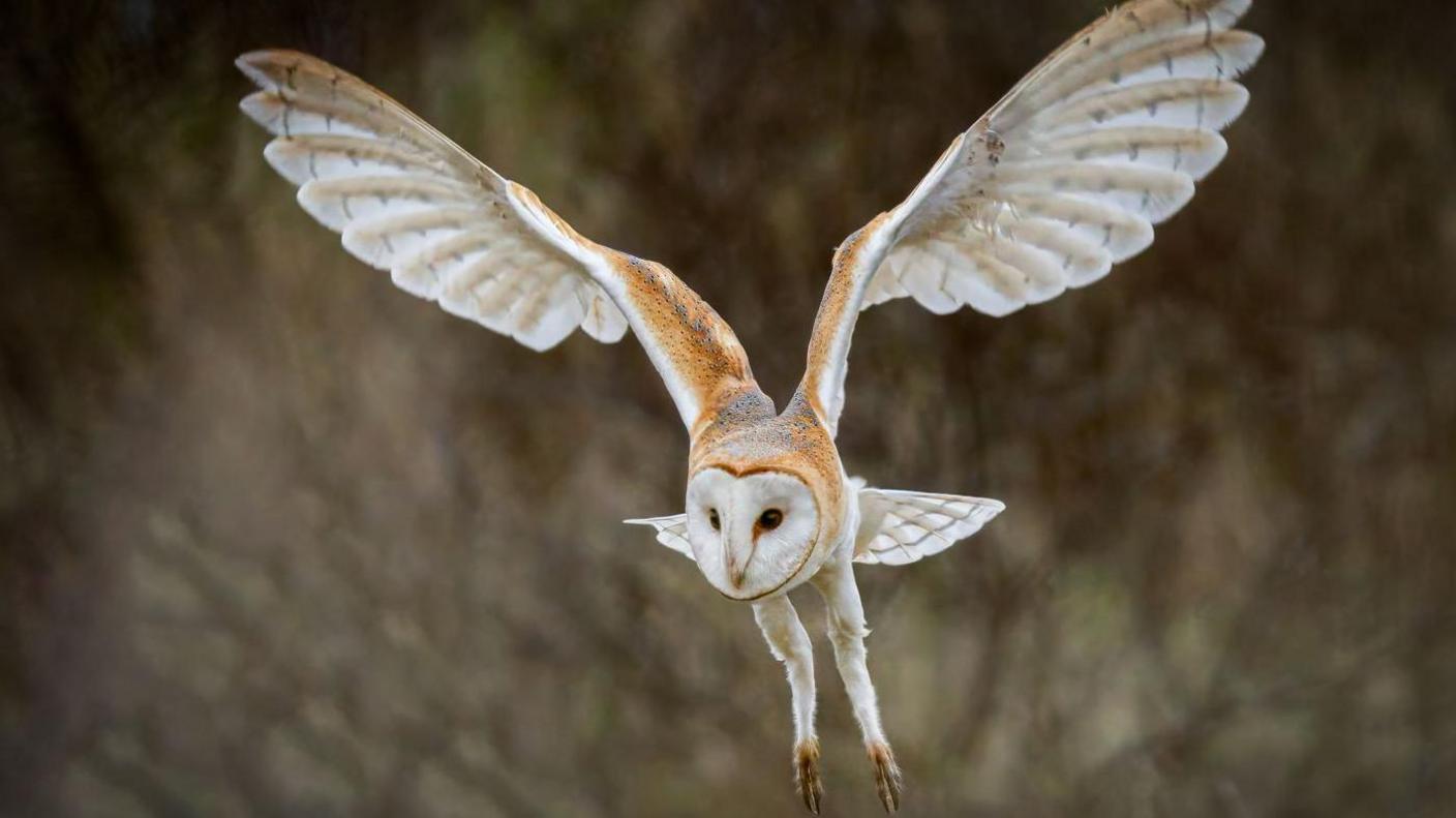 A barn owl, with a white round face and brown and white feathers, flies.