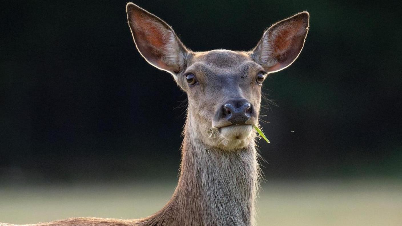 A red deer looks at the camera it has grass hanging from its mouth as it assess the situation.