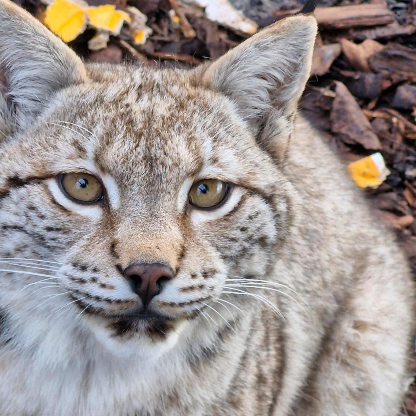 The wild cat is looking up at the camera from where it is sitting in its enclosure.