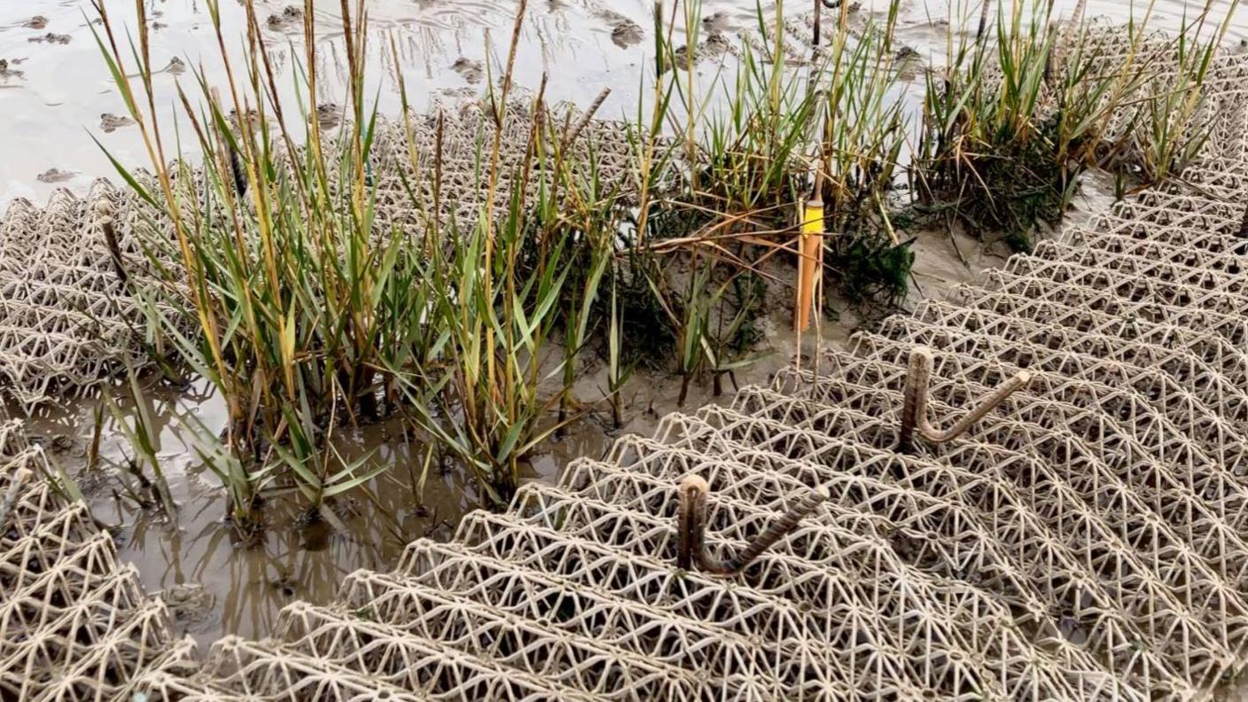 Interlocking white triangular grids, made using potato starch from factories producing crisps and chips, help support the growth of plants that can thrive in salt marshes.