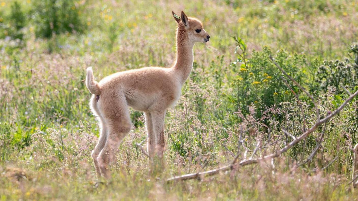 Baby vicuna or cria standing in the middle of a field full of grass and wild plants, with two adult vicuna either side of them and the screen. 