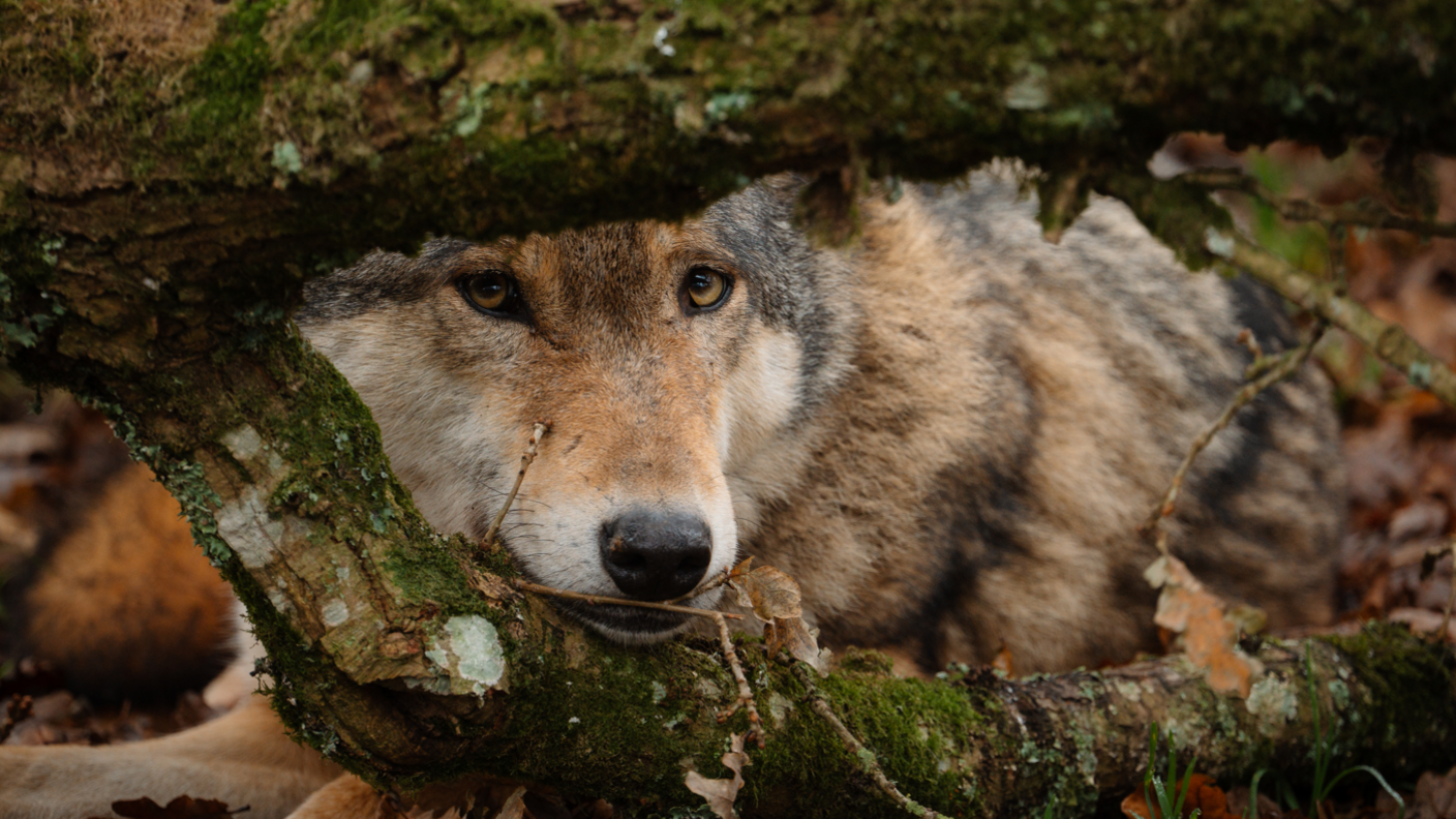 A close up of a fox, low to the ground and peering through a low branch covered in lichen